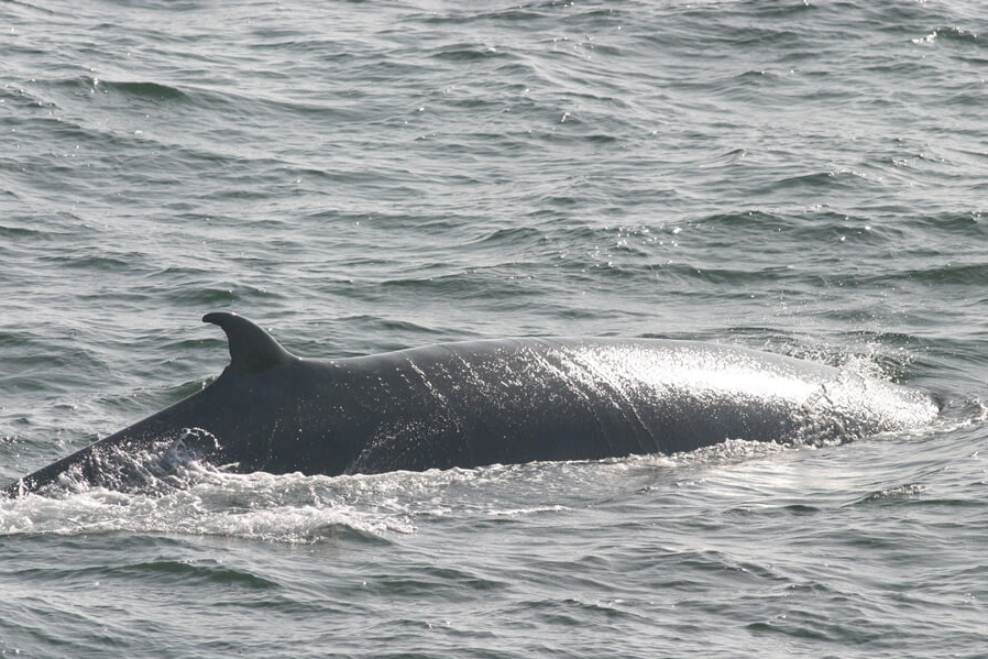 Gulf of Mexico Bryde's whales were the marine mammal species most affected by the Deepwater Horizon oil spill.